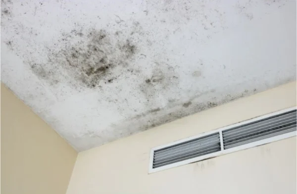 Mold in Air Conditioner: Signs, Risks & Removal Guide